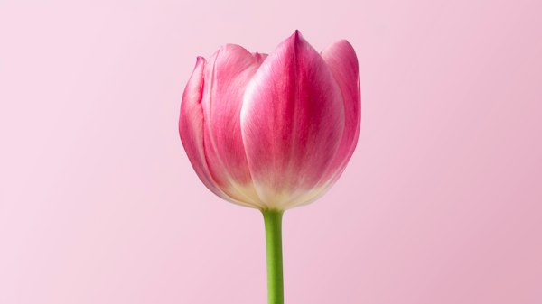 Colorful tulips close up