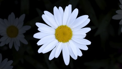 Bouquet close up